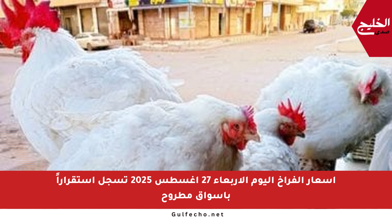 أسعار الفراخ اليوم الأربعاء 27 أغسطس 2025 تسجل استقراراً بأسواق مطروح
